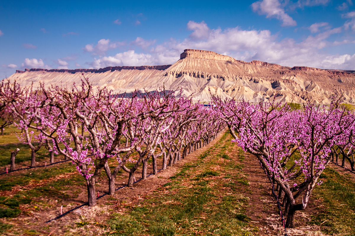 Blooming Peach Orchards in Palisades CO HopeWest