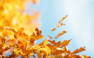 November Proclaimed as Hospice and Palliative Care Month