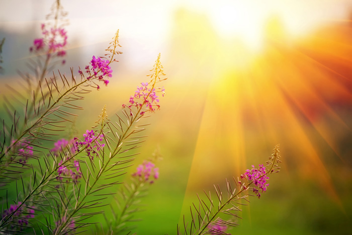 Landscape on sunset