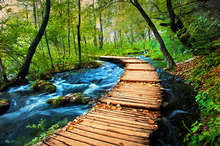 Deep forest stream. Crystal clear water.