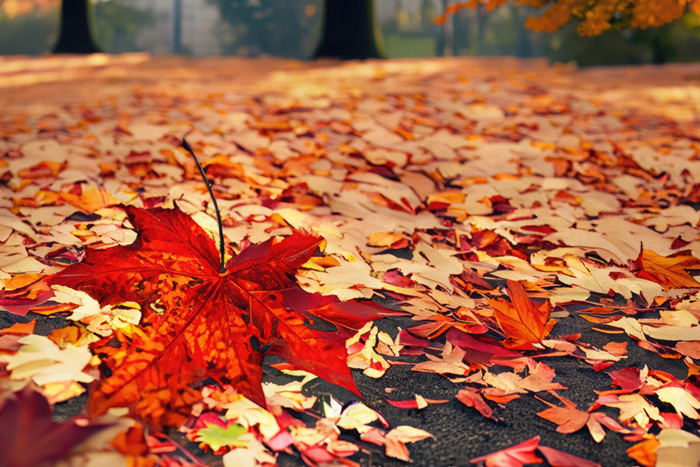Tribute - Autumn Maple - T